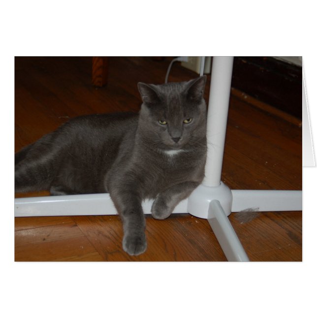 Carl Angry Kitty (Vorderseite (Horizontal))