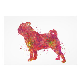 Carlin Animal Chien Domestique Nature Monde Canine Fotodruck