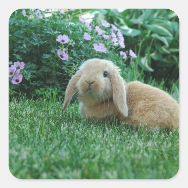 Carlos the Lop Eared Baby Bunny Quadratischer Aufkleber (Vorderseite)