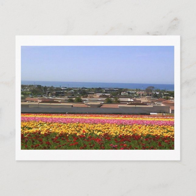 Carlsbad Blume Fields Postkarte (Vorderseite)
