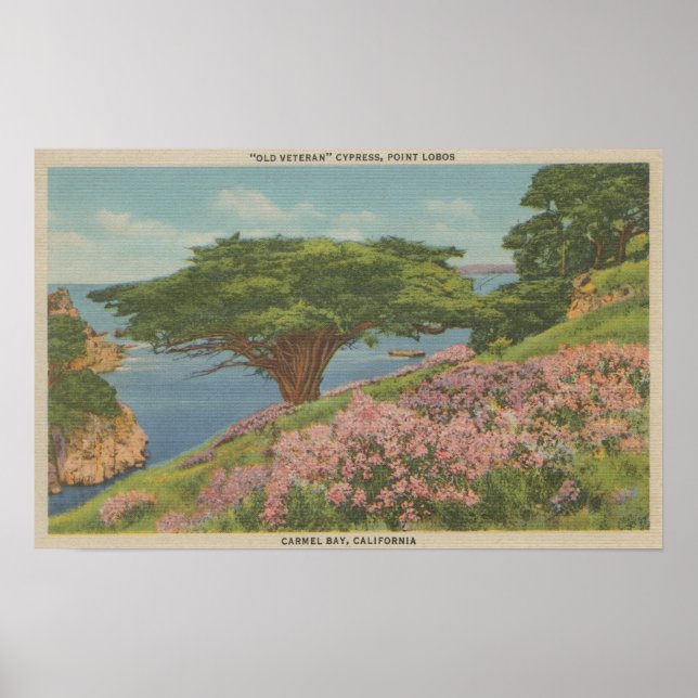 Carmel Bay, CA - View of "Old Veteran" Tree Poster (Vorne)