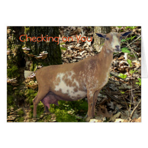 Carmel fertigen Minimolkereidamhirschkuh-Ziege