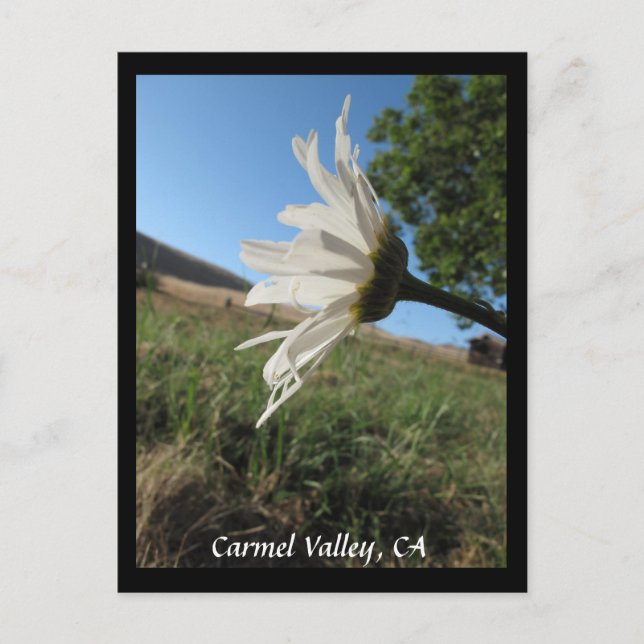 Carmel Valley Daisy Postcard Postkarte (Vorderseite)