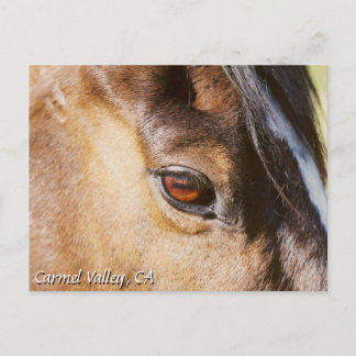 Carmel Valley Horse Eye Postcard Postkarte