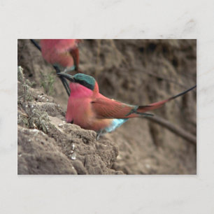 Carmine Bee-Eater Postkarte