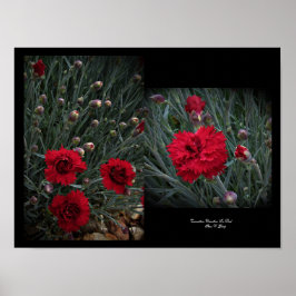 Carnation Dianthus in Red Wall Art von Stan VG Poster