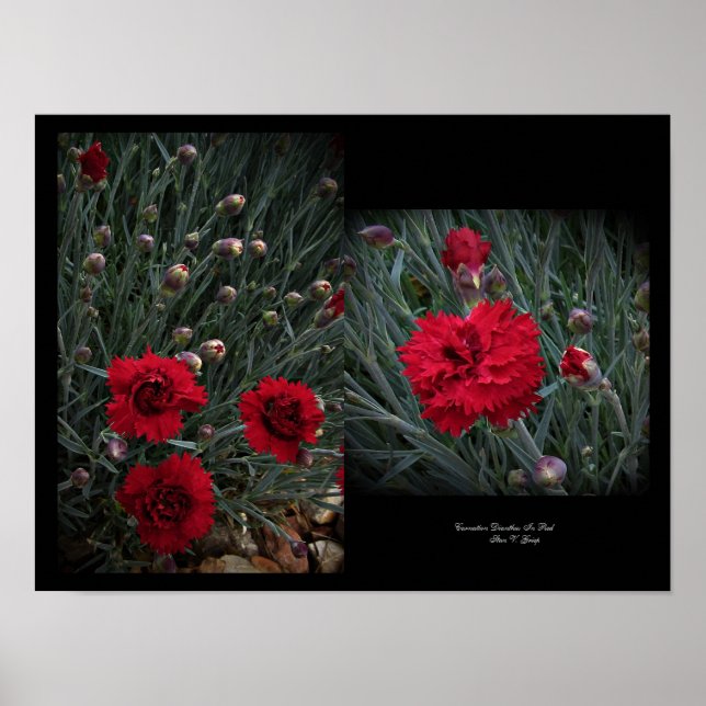 Carnation Dianthus in Red Wall Art von Stan VG Poster (Vorne)