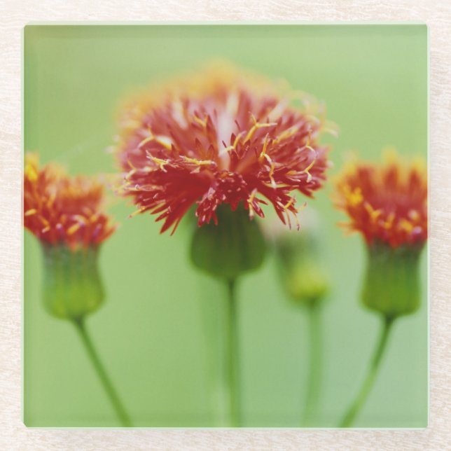 Carnation-Untersetzer - The Floral Collection Glasuntersetzer (Vorderseite)