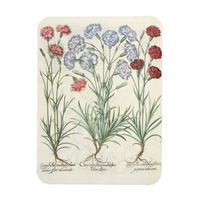 Carnationen: 1.Caryophyllus multiplex-Alben-Flora; Magnet (Vertikal)
