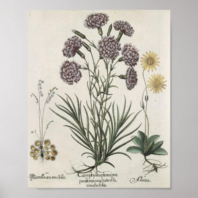 Carnations Poster (Vorne)