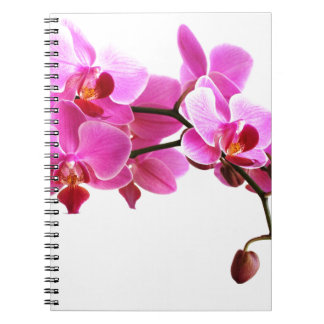Carnet Orchidée Notizblock