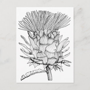 Caro das Kardoon Postkarte