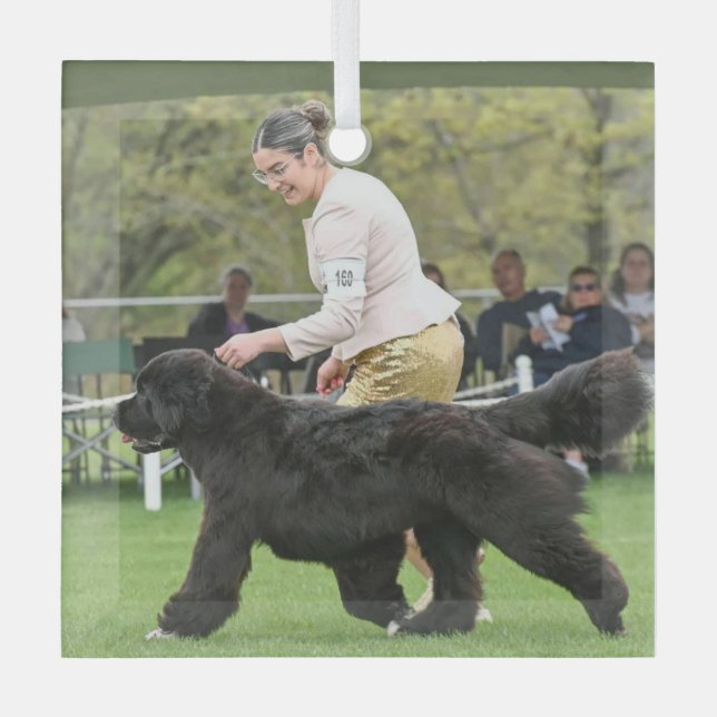 Carol B Newf Puppy Christmas Glass Ornament (Vorderseite)