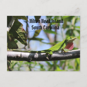 Carolina Anole Hilton Head Island Postkarte