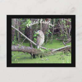 Carolina Bittern Post Card Postkreuzung Postkarte