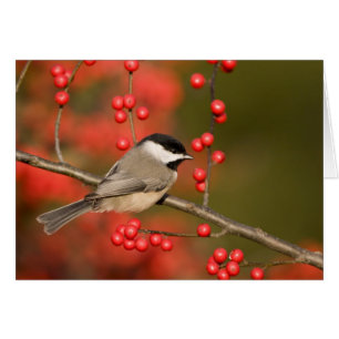 Carolina Chickadee auf Busch der Gewöhnlichen Wint