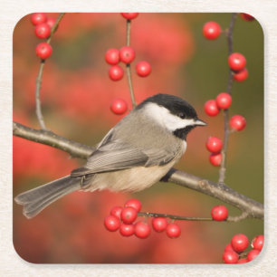 Carolina Chickadee auf Busch der Gewöhnlichen Wint Rechteckiger Pappuntersetzer