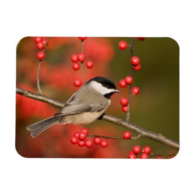 Carolina Chickadee auf dem Waldbrunnen Magnet (Horizontal)