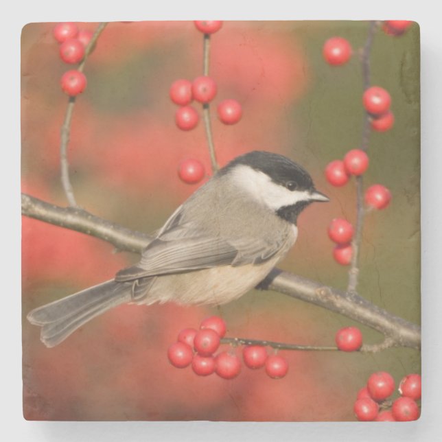 Carolina Chickadee auf dem Waldbrunnen Steinuntersetzer (Vorderseite)