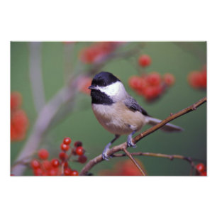 Carolina Chickadee Fotodruck