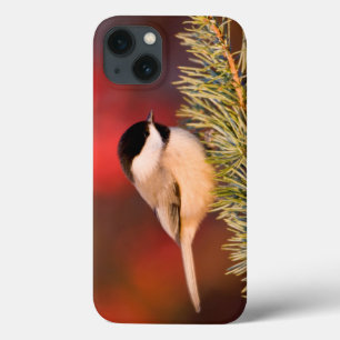 Carolina Chickadee in Blauem Atlas-Zeder Case-Mate iPhone Hülle