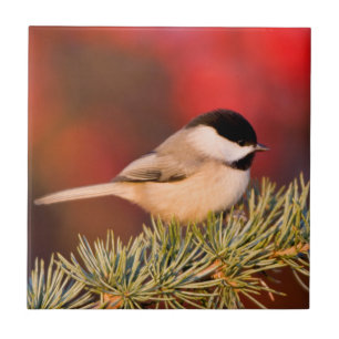 Carolina Chickadee in Blauem Atlas-Zeder Fliese
