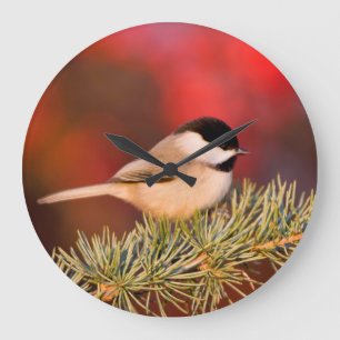 Carolina Chickadee in Blauem Atlas-Zeder Große Wanduhr