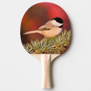 Carolina Chickadee in Blauem Atlaszeder Tischtennis Schläger