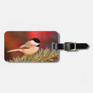 Carolina Chickadee in Blauer Atlas-Zeder Gepäckanhänger