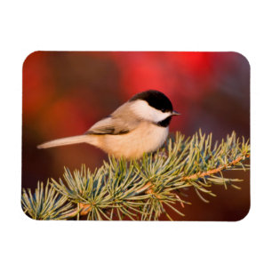 Carolina Chickadee in Blauer Atlas-Zeder Magnet