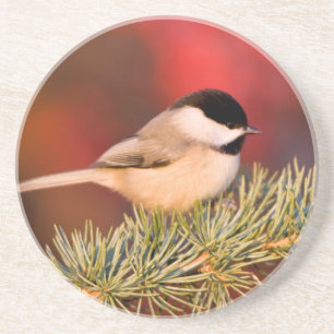 Carolina Chickadee in Blue Atlas Cedar Getränkeuntersetzer