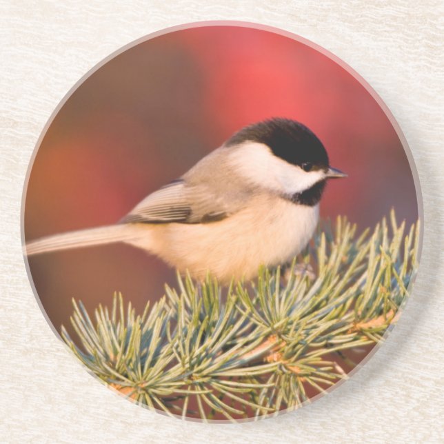 Carolina Chickadee in Blue Atlas Cedar Getränkeuntersetzer (Vorne)