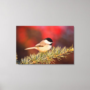 Carolina Chickadee in Blue Atlas Cedar Leinwanddruck
