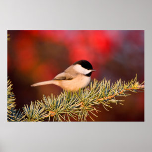 Carolina Chickadee in Blue Atlas Cedar Poster