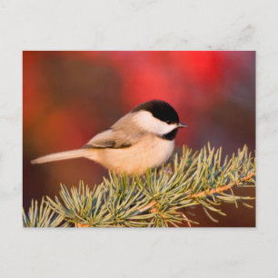 Carolina Chickadee in Blue Atlas Cedar Postkarte