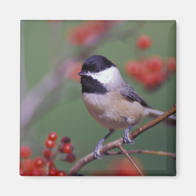 Carolina Chickadee Magnet (Vorne)