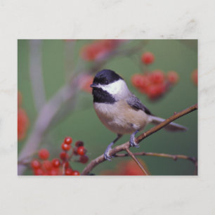 Carolina Chickadee Postkarte