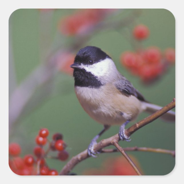 Carolina Chickadee Quadratischer Aufkleber (Vorderseite)