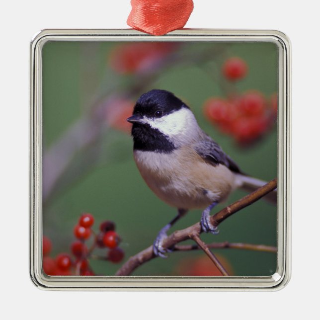 Carolina Chickadee Silbernes Ornament (Vorne)