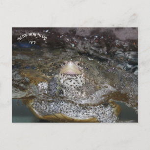Carolina Diamondback Terrapin Postkarte