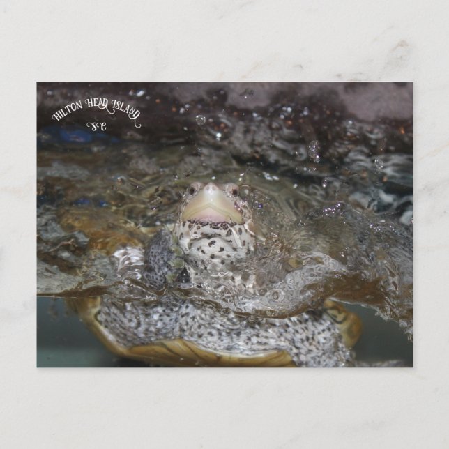Carolina Diamondback Terrapin Postkarte (Vorderseite)