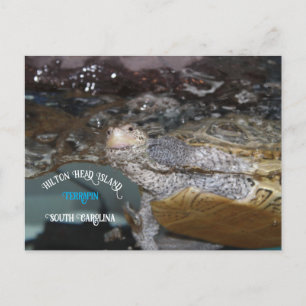 Carolina Diamondback Terrapin Postkarte