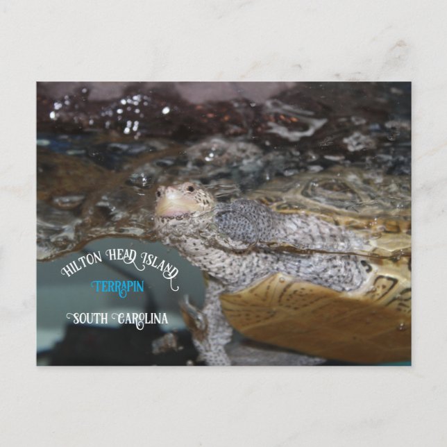 Carolina Diamondback Terrapin Postkarte (Vorderseite)