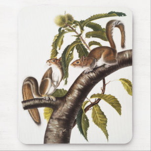 Carolina Gray Eichhörnchen (Sciurus Carolinensis) Mousepad