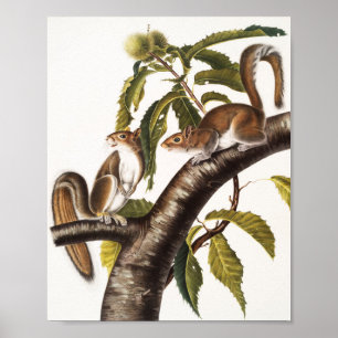 Carolina Gray Eichhörnchen (Sciurus Carolinensis) Poster