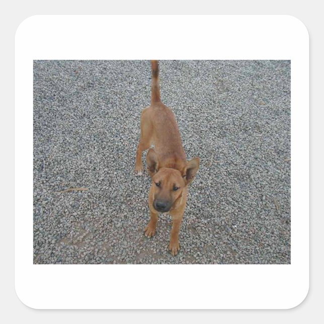 Carolina Hund voll.png Quadratischer Aufkleber (Vorderseite)