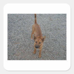 Carolina Hund voll.png Quadratischer Aufkleber