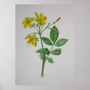 Carolina Jasmine Botanische Kunst Poster