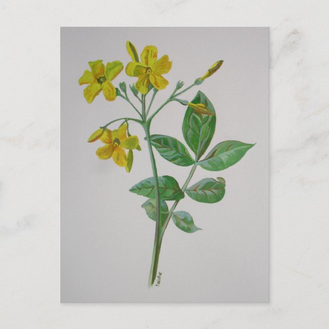 Carolina Jasmine Botanische Kunst Postkarte (Vorderseite)