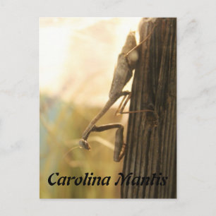 Carolina Mantis Postkarte